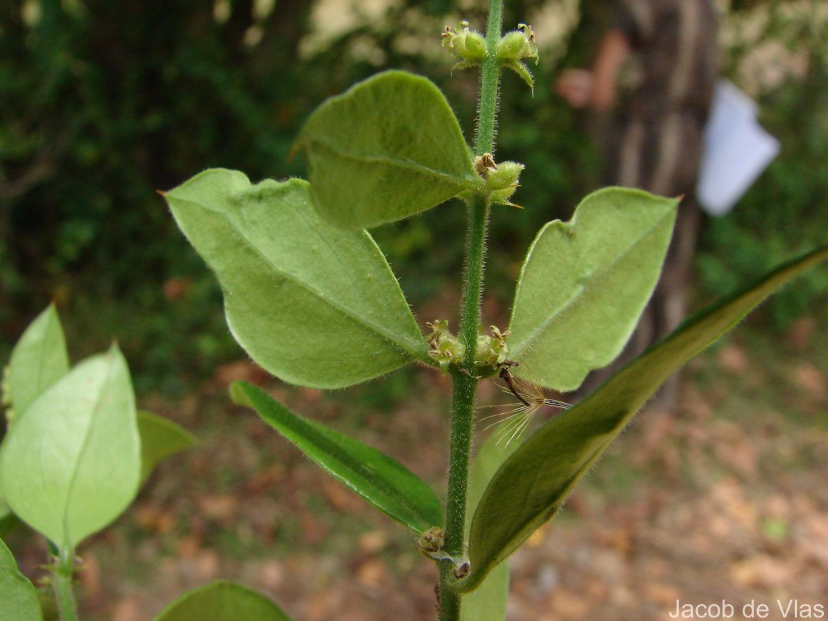 Azima tetracantha Lam.